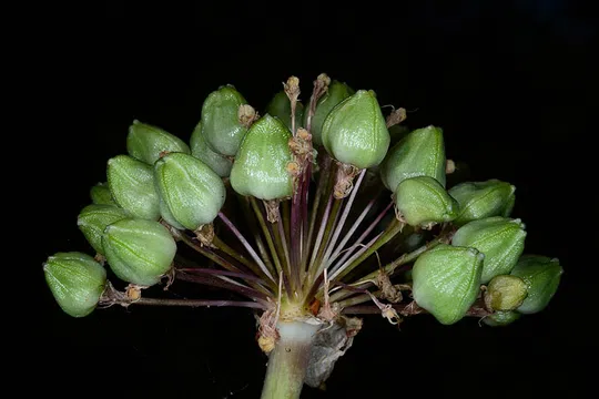 Allium dumetorum photographed by 