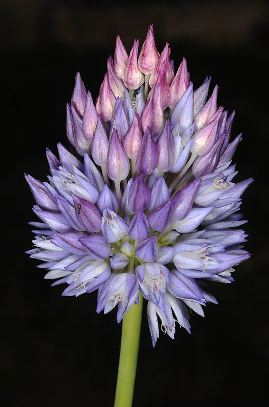 Jericho Garlic photographed by Ori Fragman-Sapir