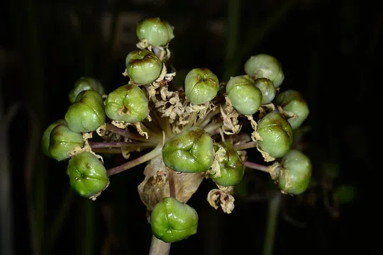 Allium meronense photographed by 