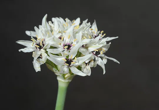 Allium meronense photographed by 