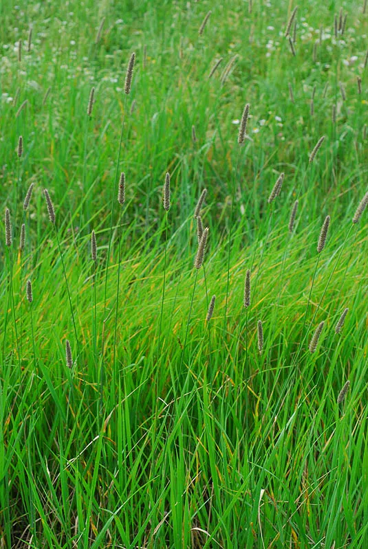 Reed Foxtail, Creeping Meadow Foxtail photographed by 