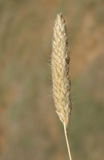 Reed Foxtail, Creeping Meadow Foxtail photographed by 