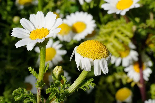Anthemis amblyolepis photographed by 