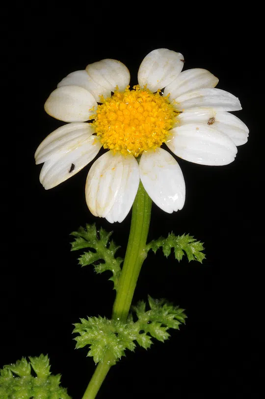Anthemis amblyolepis photographed by 