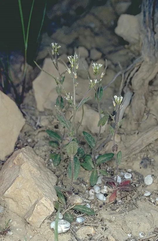 Annual Rock Cress photographed by 