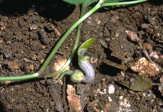 Labillardie're's Birthwort, Galilee Birthwort photographed by Ori Fragman-Sapir