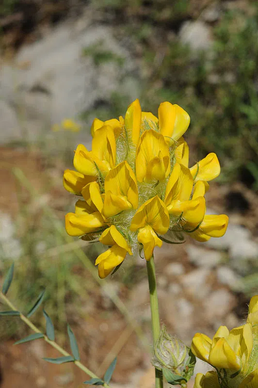 Astragalus ehrenbergii photographed by Ori Fragman-Sapir