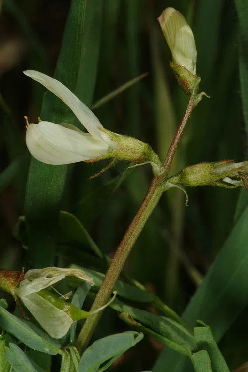 Astragalus guttatus photographed by Ori Fragman-Sapir