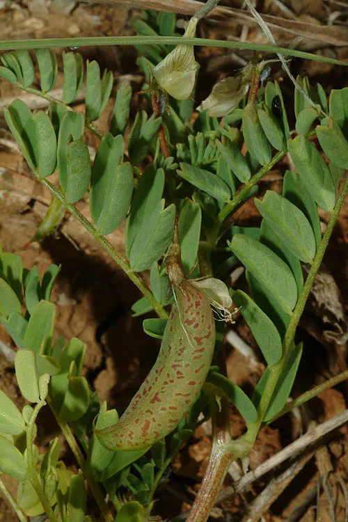 Astragalus guttatus photographed by Ori Fragman-Sapir