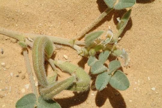 Astragalus arpilobus photographed by Ori Fragman-Sapir