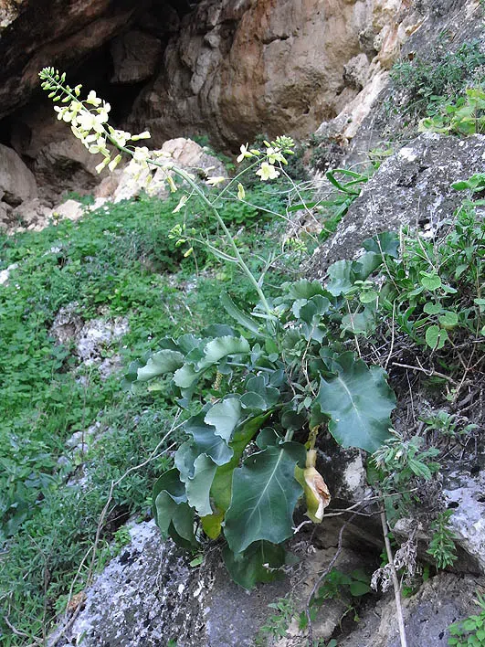 Cretan Cabbage photographed by 