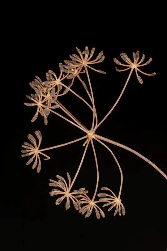 Balkan Pignut photographed by 
