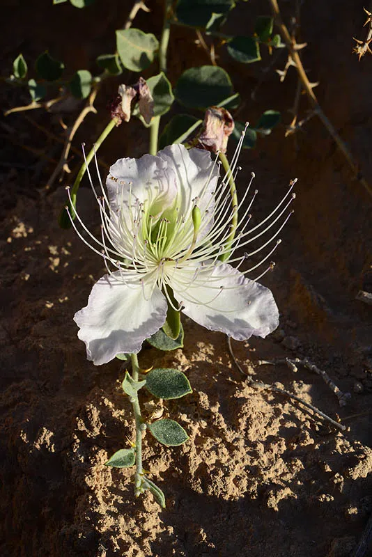 Capparis ramonensis photographed by 