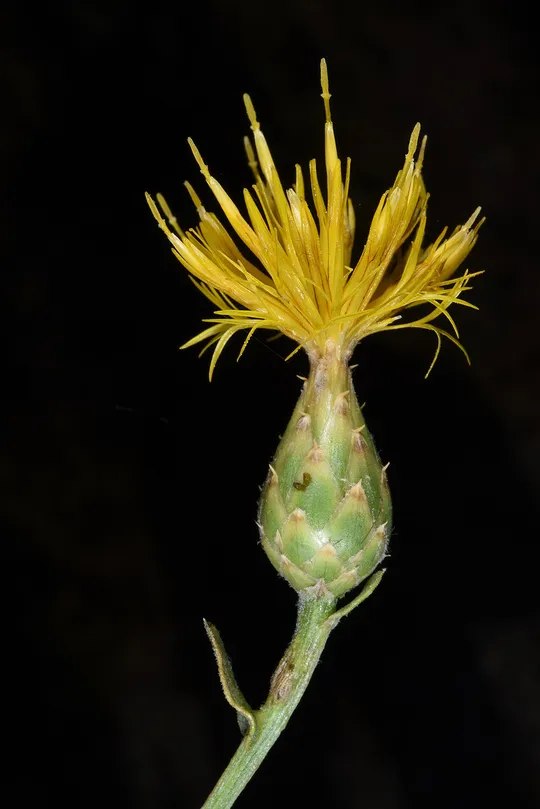 Centaurea ascalonica photographed by 