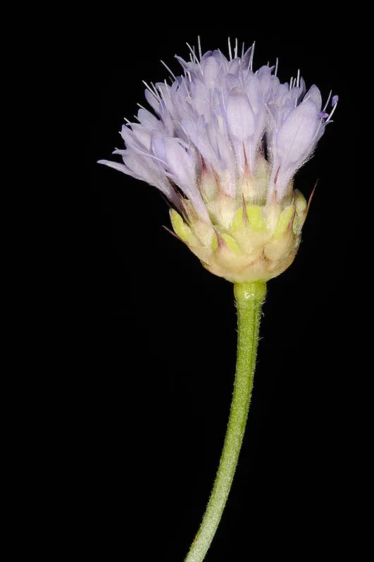 Syrian Cephalaria, Syrian Scabious photographed by Ori Fragman-Sapir