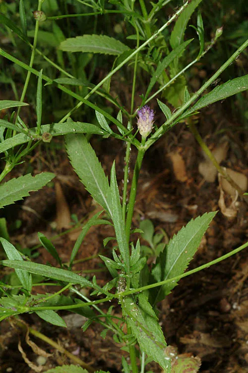 Cephalaria tenella
