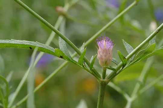 Cephalaria tenella photographed by Ori Fragman-Sapir