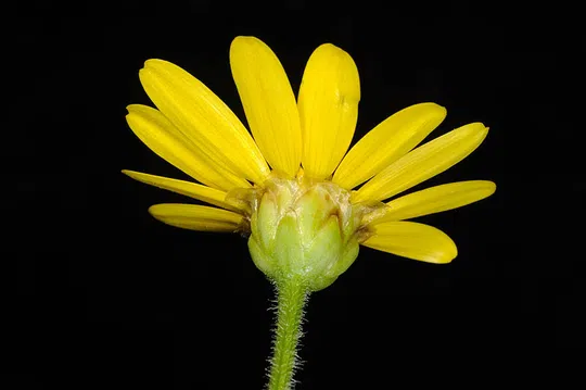 Sticky Oxeye, Spring Flower photographed by 