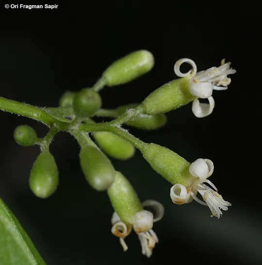 Grey-leaved Saucerberry photographed by 