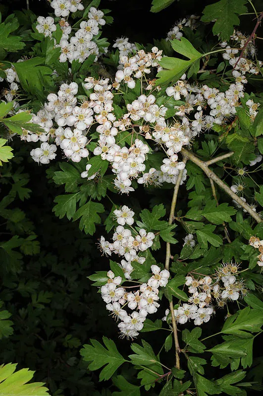 Single-seeded Hawthorn, One-styled Hawthorn photographed by 