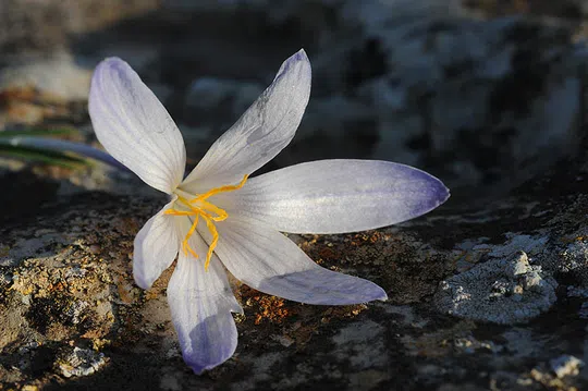 Hermon Crocus photographed by 