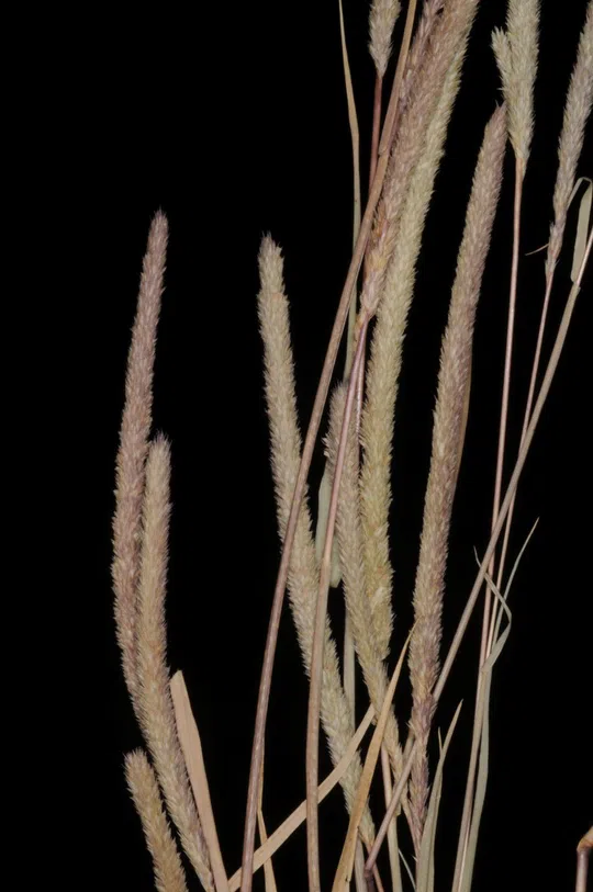 Crypsis acuminata photographed by 