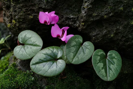 Roundl-leaved Cyclamen photographed by 