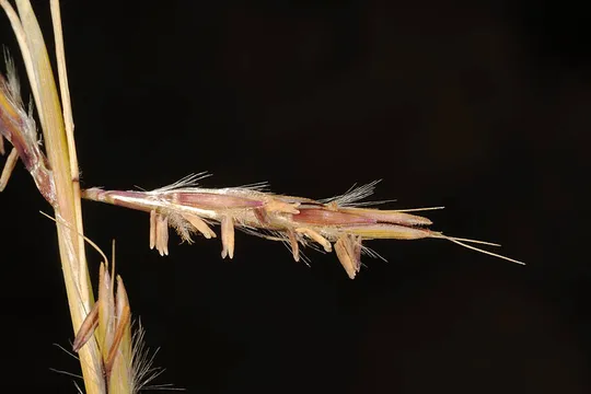 Cymbopogon commutatus photographed by Ori Fragman-Sapir