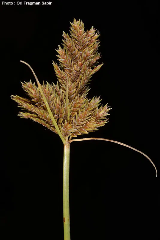 Cyperus eleusinoides photographed by 