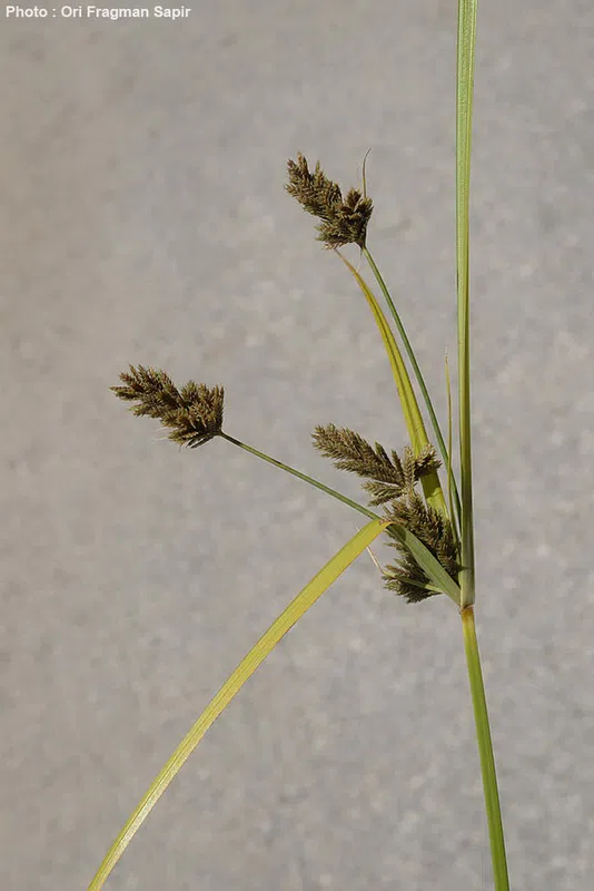 Cyperus eleusinoides photographed by 