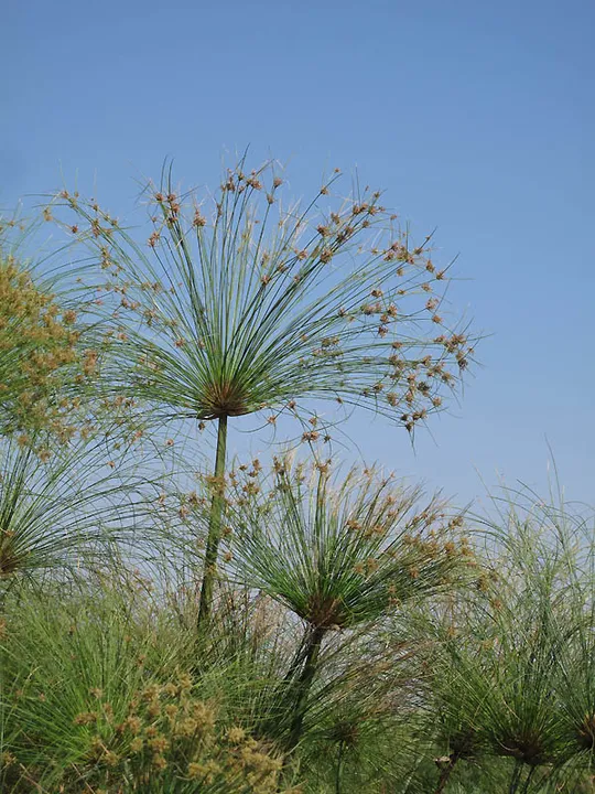 Papyrus Sedge,  Paper Reed photographed by 