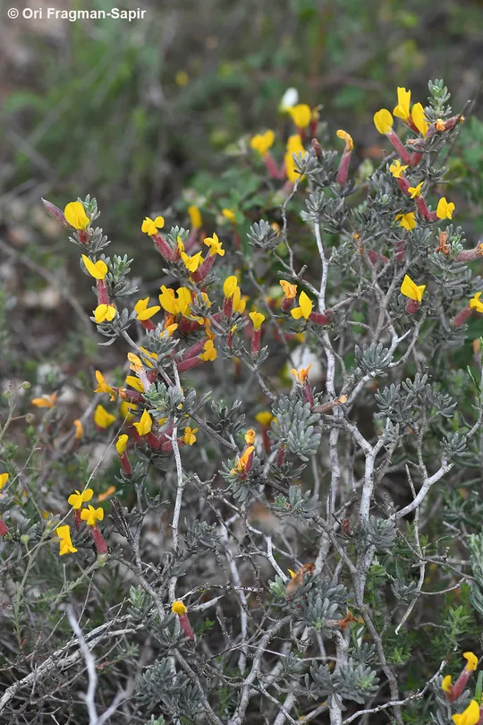 Cytisopsis pseudocytisus photographed by 