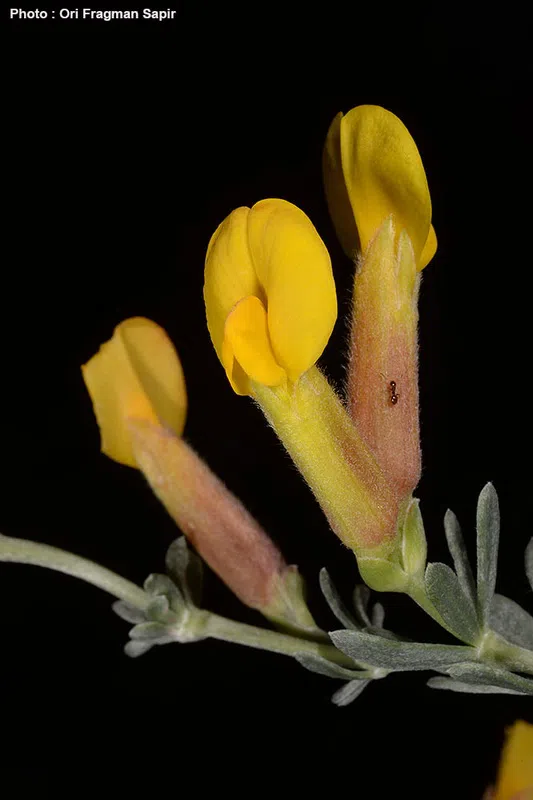 Cytisopsis pseudocytisus photographed by 