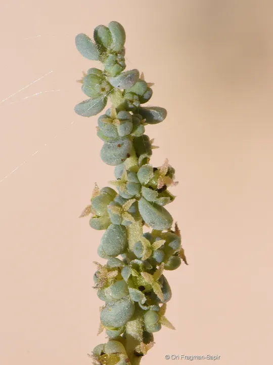 Suaeda vermiculata photographed by 