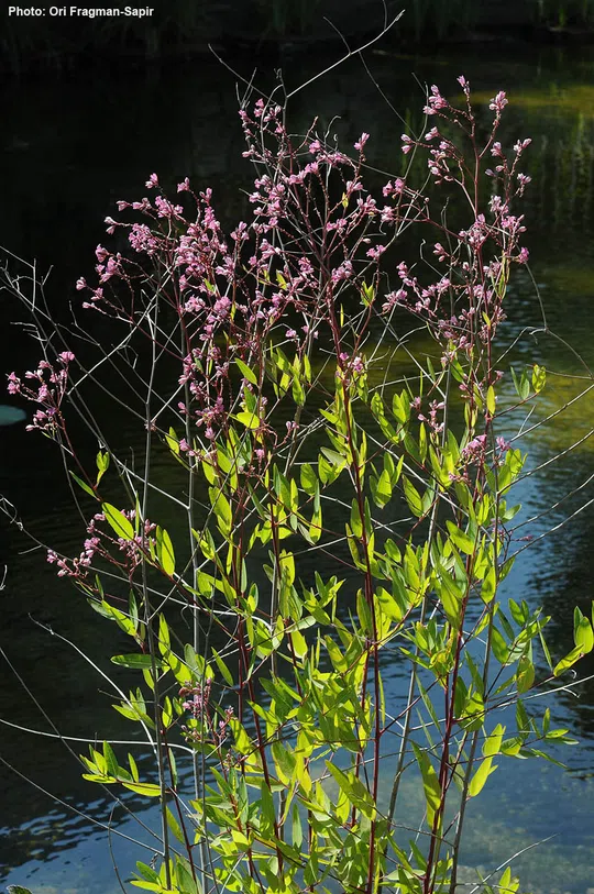 Spear-leaved Dogbane photographed by 