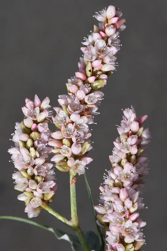 Pink Knotweed, African Persicaria photographed by 