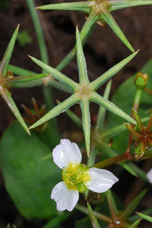 Damasonium polyspermum photographed by Ori Fragman-Sapir