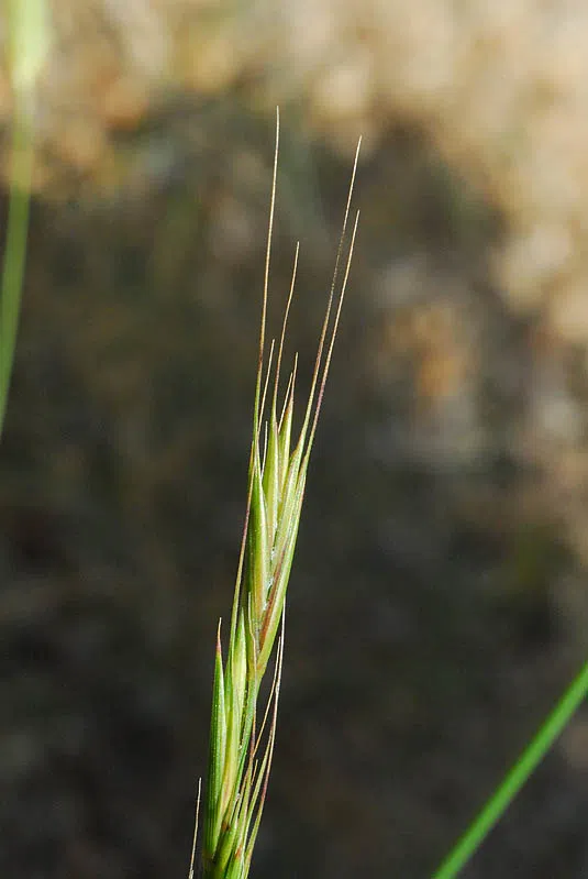 Scrub Wheatgrass photographed by Ori Fragman-Sapir
