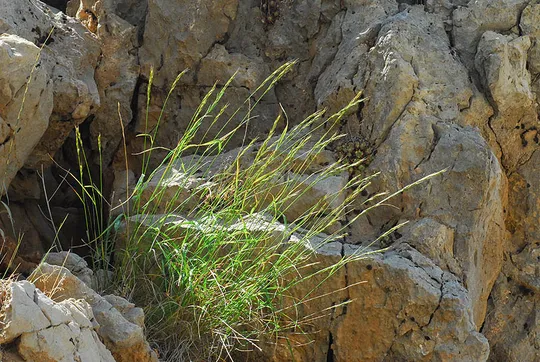 Scrub Wheatgrass photographed by Ori Fragman-Sapir