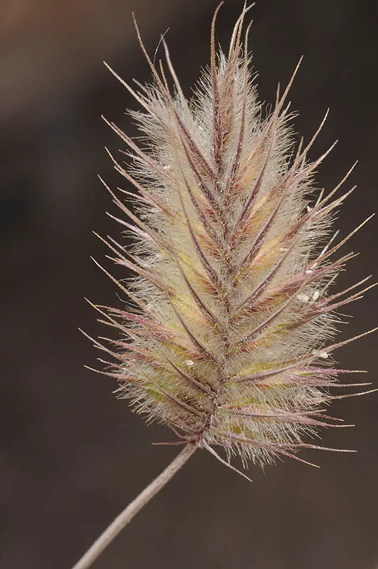 Eremopyrum distans photographed by Ori Fragman-Sapir