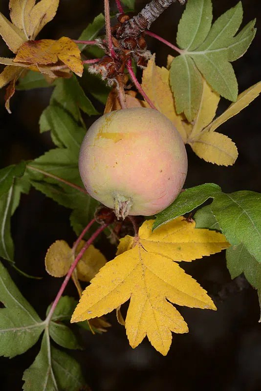 Lebanese Wild Apple, Erect Crab Apple photographed by 