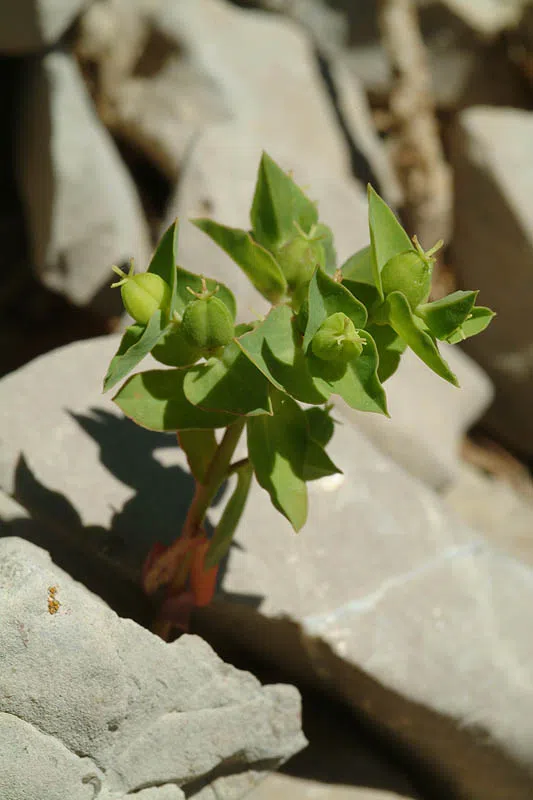 Leprous-dotted Spurge photographed by 