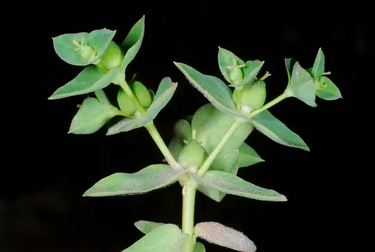 Leprous-dotted Spurge