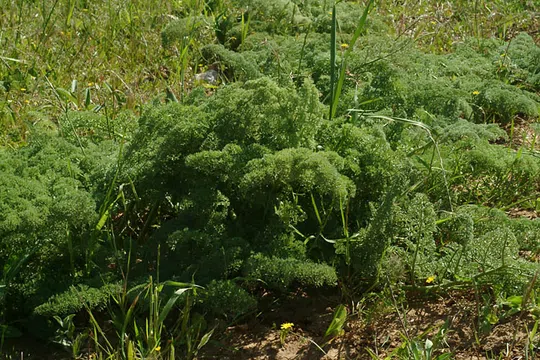 Two-whorled Giant-fennel photographed by 