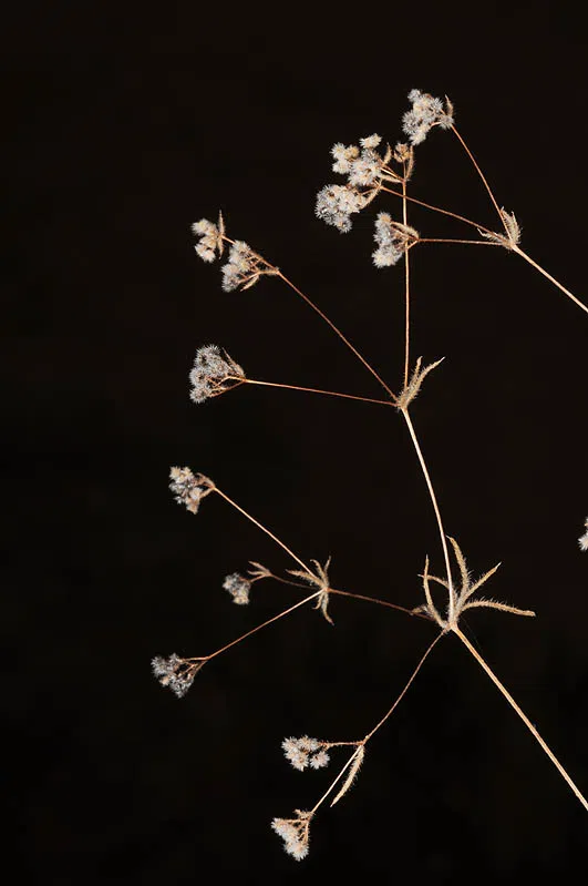 Philistine Bedstraw photographed by 