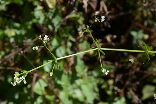 River Bedstraw photographed by 