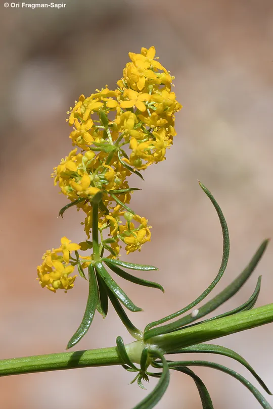 Ladies Bedstraw, Yellow Bedstraw photographed by 