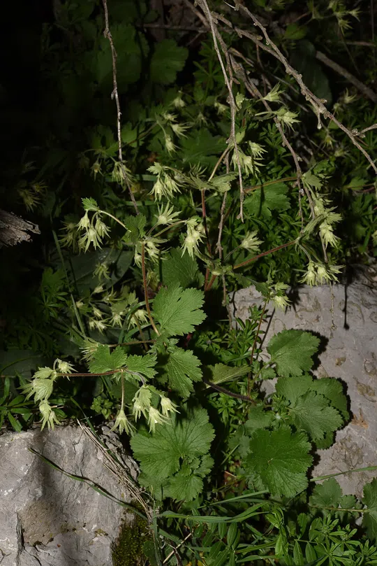 Geum heterocarpum photographed by Ori Fragman-Sapir