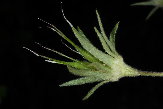 Geum heterocarpum photographed by Ori Fragman-Sapir