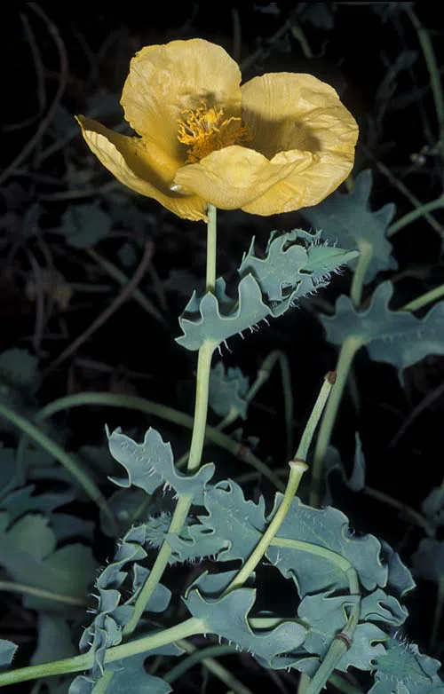 Yellow Horned Poppy, Yellow Horned Sea Poppy photographed by Ori Fragman-Sapir